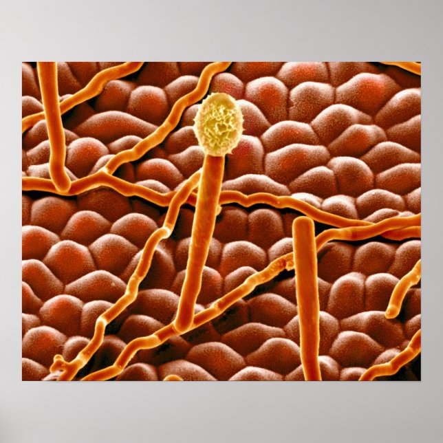 Powdery Mildew Fungus på Poinsettia Poster (Framsidan)