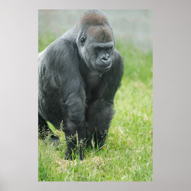 Power and Poise of Ozala Poster (Framsidan)