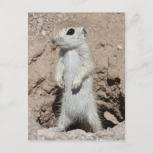 Power Skogsvaktare Squirrel-vykort Vykort