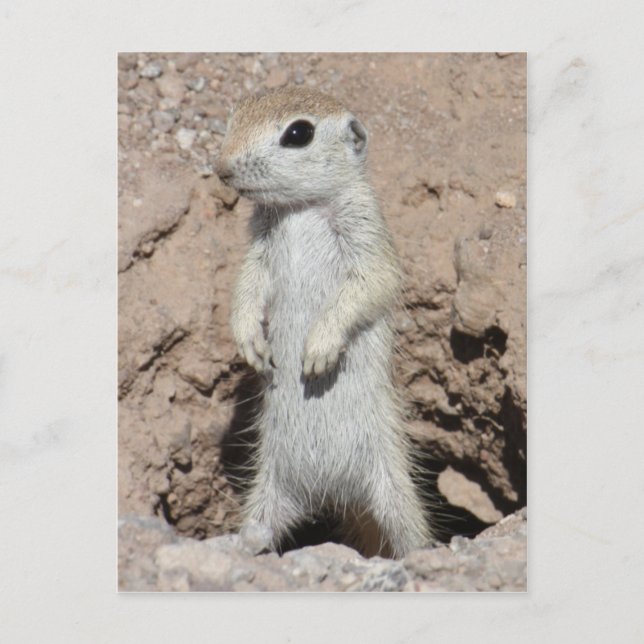 Power Skogsvaktare Squirrel-vykort Vykort (Framsida)