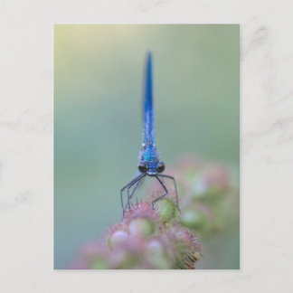 Prachtlibelle Vykort