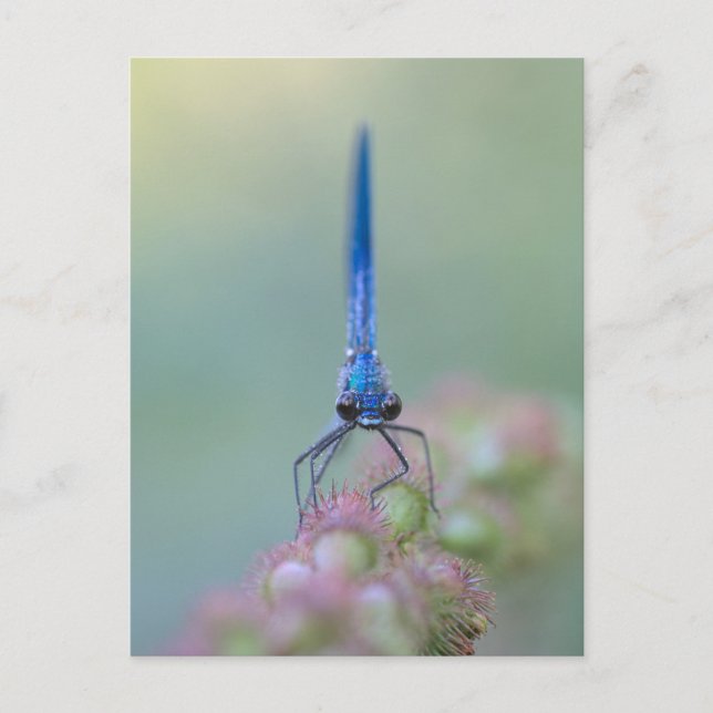 Prachtlibelle Vykort (Framsida)