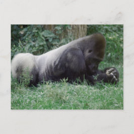 Praeing Gorilla Post Card Vykort