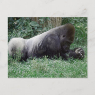 Praeing Gorilla Post Card Vykort