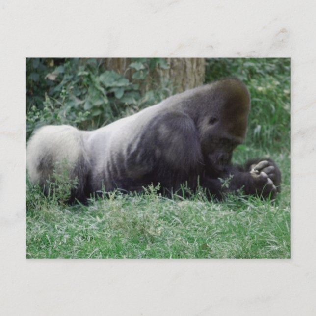 Praeing Gorilla Post Card Vykort (Framsida)