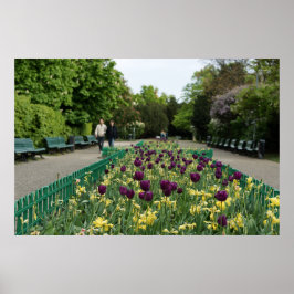 Prague Park Tulips - Lila & Gult Vår Blooms Poster