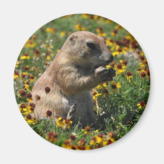 Praire Hund Magnet (Framsidan)