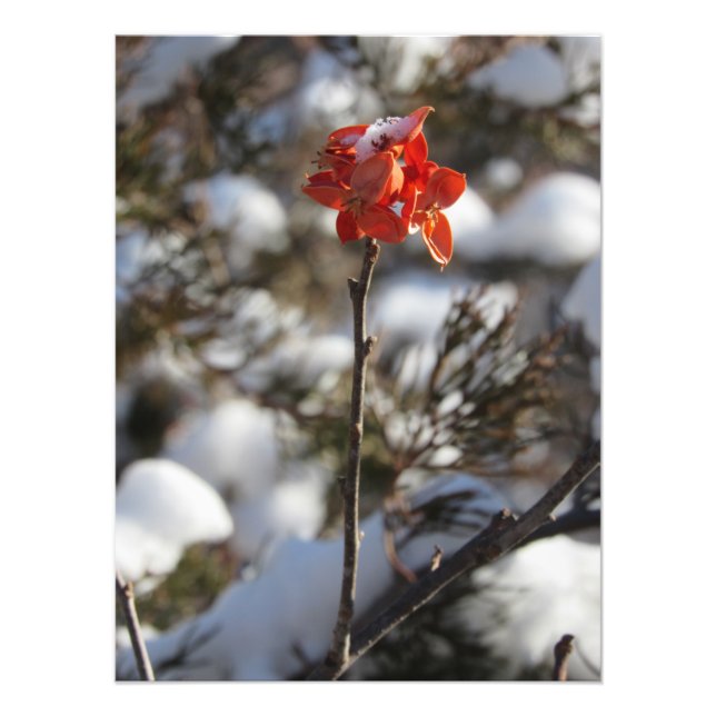 ’Prairie Blommar’ Fototryck (Framsidan)