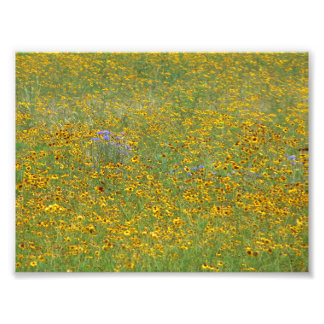 Prairie blommor fototryck