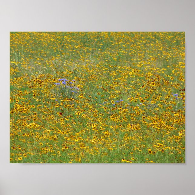 Prairie-blommor, Indiana Poster (Framsidan)