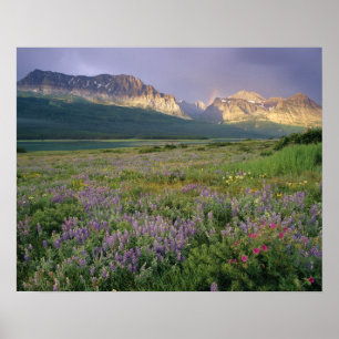 Prairie-blommor längs Sjö Sherbourne i Poster