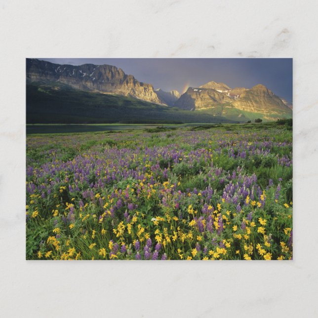 Präirie-buskblommor fylls med ängsmark nära Sjö Vykort (Framsida)