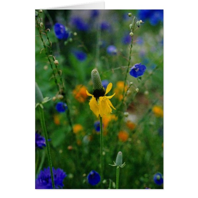 Prairie Coneflower Hälsningskort (Framsidan)