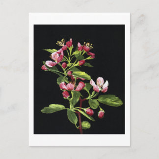 Prairie Crabapple Blommars Vykort