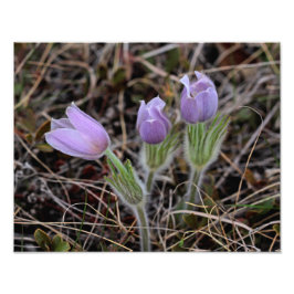 Prairie Crocus Fototryck