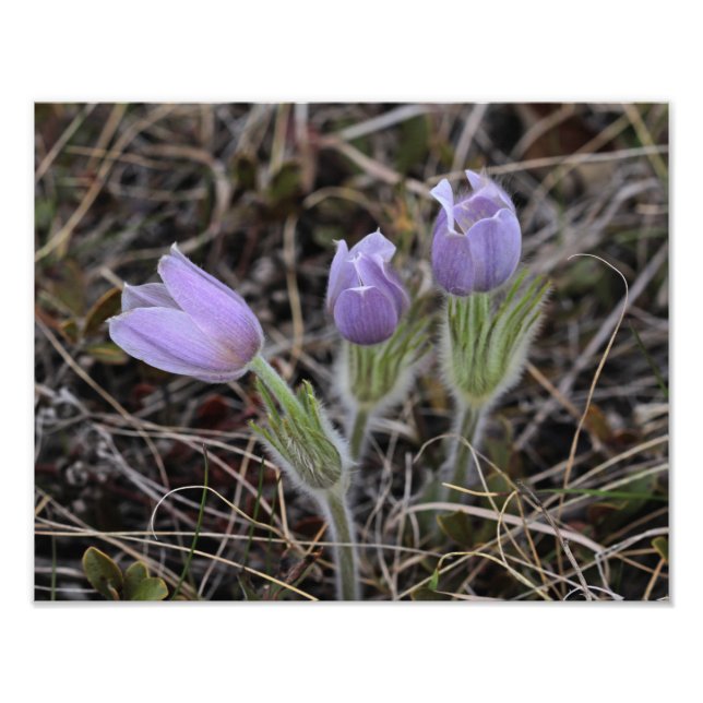 Prairie Crocus Fototryck (Framsidan)
