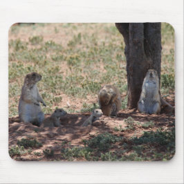 Prairie Dog Family Musmatta
