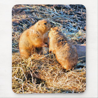 PRAIRIE DOGS MUSMATTA