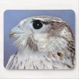 Prairie Falcon Musmatta