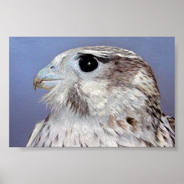 Prairie Falcon Poster (Framsidan)