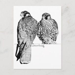 Prairie Falcons Vykort