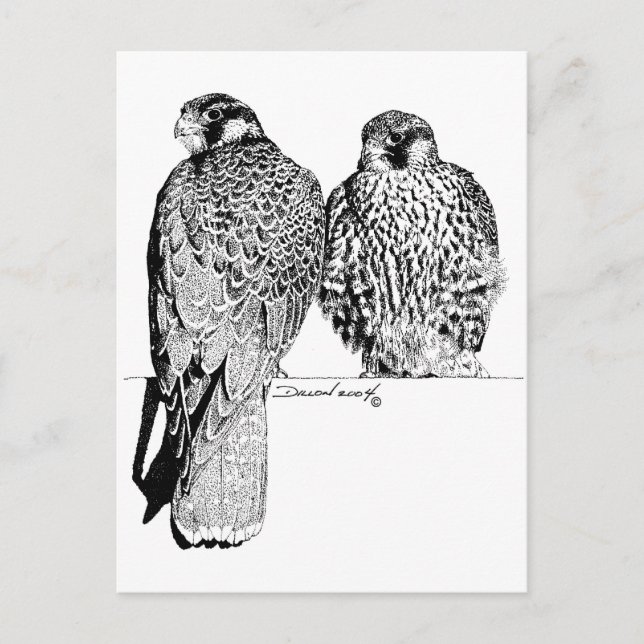 Prairie Falcons Vykort (Framsida)