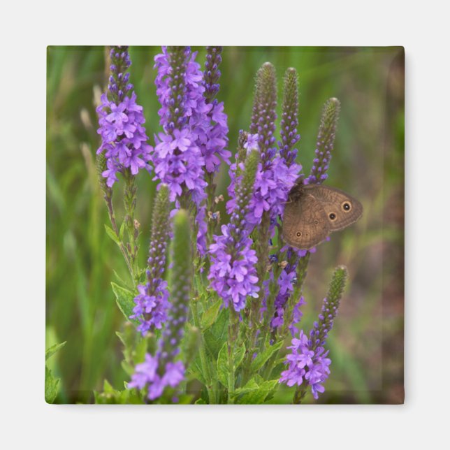 Prairie Flower och Butterfly Magnet (Framsidan)