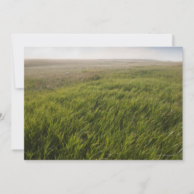 Prairie Grass (Framsida)