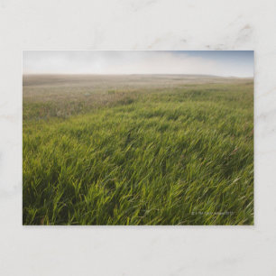 Prairie Grass Vykort