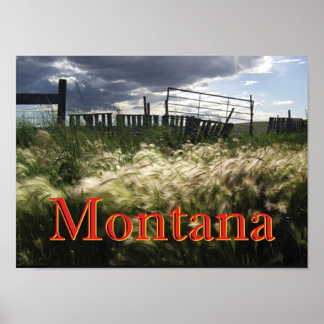 Prairie Grasses of Montana Anpassningsbar Print Poster (Framsidan)