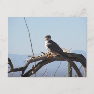 Prairie Hawk Postcard Vykort