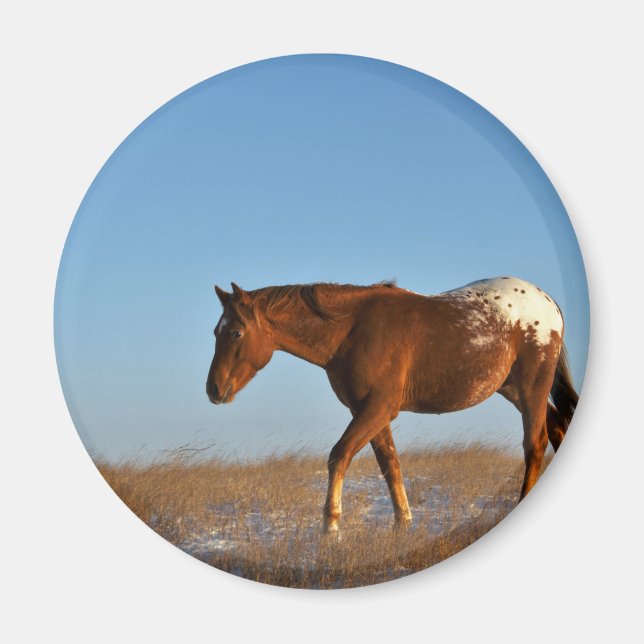 Prairie Horse Magnet (Framsidan)