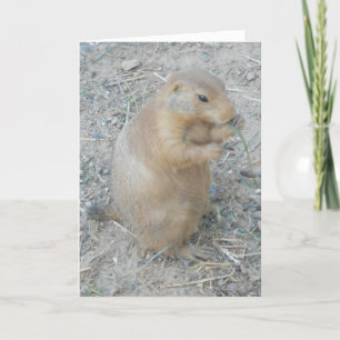 "Prairie Hund #1" - tackkort Kort