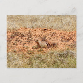 Prairie Hund, Djävulen Torn nationalmonument, WY Vykort