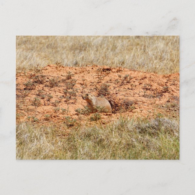 Prairie Hund, Djävulen Torn nationalmonument, WY Vykort (Framsida)