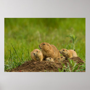 Prairie Hund Family on Den Den Den Poster