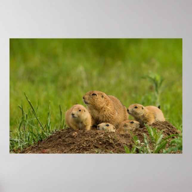 Prairie Hund Family on Den Den Den Poster (Framsidan)