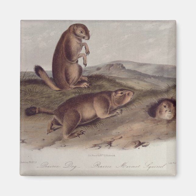 Prairie Hund från Quadrupeds of North America Magnet (Framsidan)