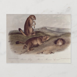 Prairie Hund från Quadrupeds of North America Vykort