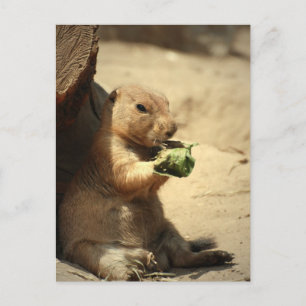 Prairie Hund Hanging Out-vykort Vykort