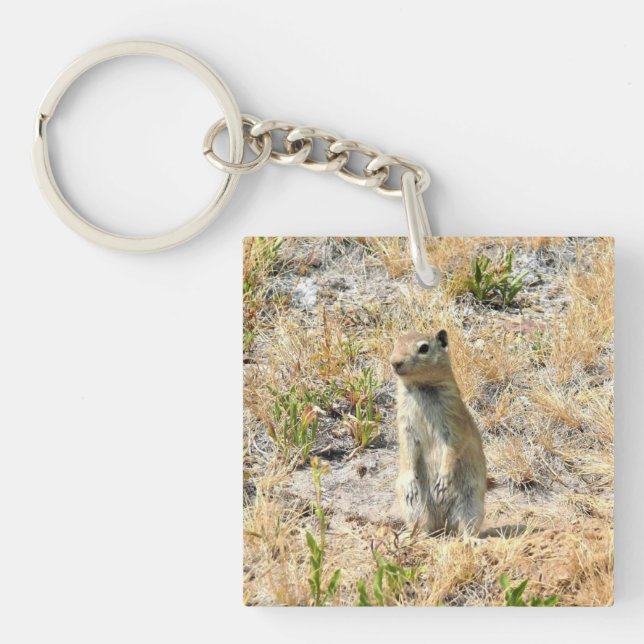 Prairie Hund i Yosemite, Kalifornien (Framsidan)