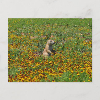 Prairie Hund in Flowers Vykort