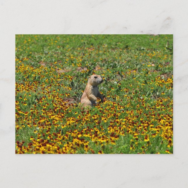 Prairie Hund in Flowers Vykort (Framsida)