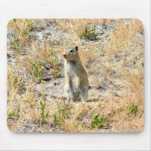 Prairie Hund in Yosemite, CA Musmatta