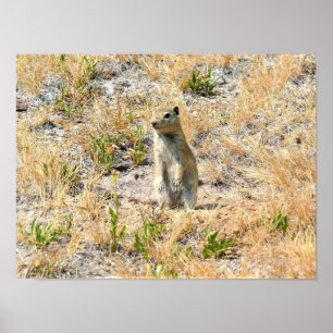 Prairie Hund in Yosemite, CA Poster