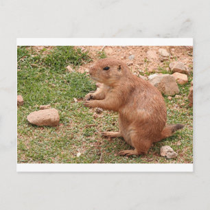 Prairie hund in zoo, Arizona, USA Vykort