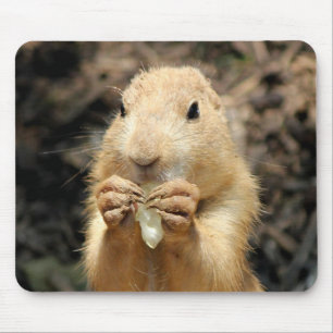 Prairie Hund... Musmatta