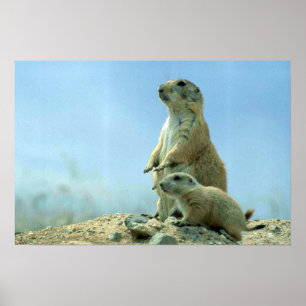 Prairie Hund och Baby Poster