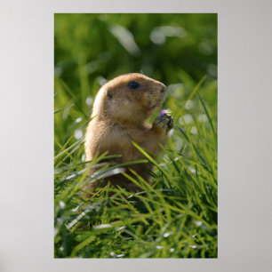 Prairie Hund och Lila Bloom Poster