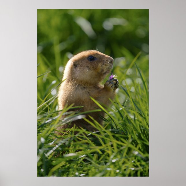 Prairie Hund och Lila Bloom Poster (Framsidan)